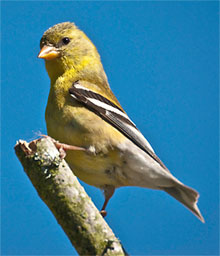 goldfinch-2