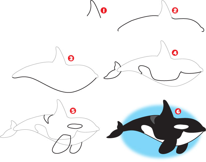 how-to-draw-a-killer-whale